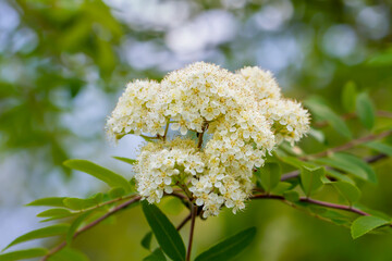 Blooming of mountain ash tree.