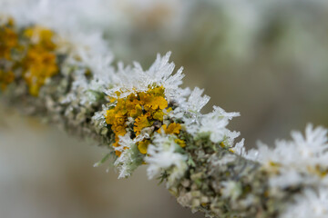 Tree branch covered with frost.