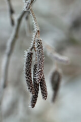 Tree branches covered with frost.