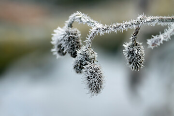 Tree branches covered with frost.