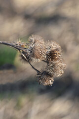 Lesser burdock