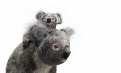 Koala bear with its baby on back