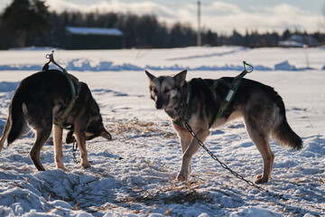 Two gray dogs in harness are tied to a chain in winter in the snow. The Northern sled dog breed Alaskan Husky is strong energetic and hardy. A team of sled dogs.