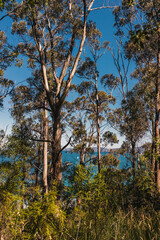 beautiful scenary of the Pacific Ocean and thick native vegetation shot from a vantage point during a hike in Southern Tasmania