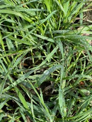 large vertical photo. summer time. dew drops on green grass. eco. Wheatgrass after the rain close-up.