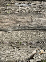 large vertical photo. summer time. old dry wood. environmentally friendly building materials.