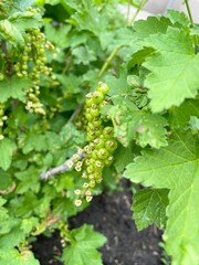 summer time. bush of red currant. bunch of green berries close-up. future harvest. eco. growing clean healthy foods.