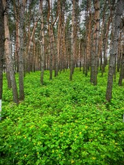 Fototapeta premium large vertical photo. spring time. tall trunks of coniferous trees in the middle of a blooming green meadow. forest after rain. sunny day. russia. May.