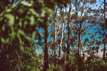 beautiful scenary of the Pacific Ocean and thick native vegetation shot from a vantage point during...