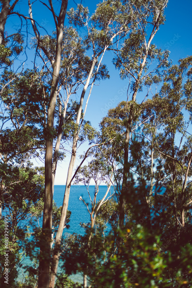 Wall mural beautiful scenary of the Pacific Ocean and thick native vegetation shot from a vantage point during a hike in Southern Tasmania