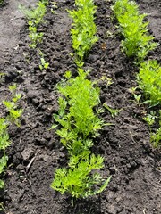 large horizontal photo. eco. summer time. growing carrots on the farm. flat vertical beds of green foliage carrots close-up. organic products. sprouts of carrots.