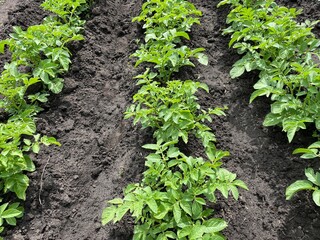 large horizontal photo. summer time. even rows of potato bushes. growing environmentally friendly products in the open field.