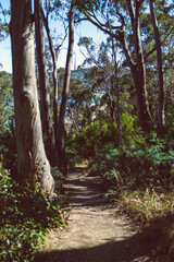 beautiful scenary of the Australian bush and thick native vegetation shot from a vantage point during a hike in Southern Tasmania