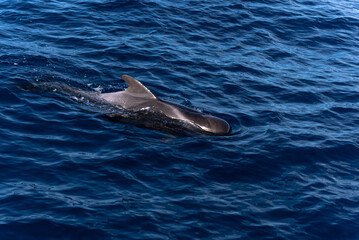 Fototapeta premium Grindwal vor der Küste Gomeras