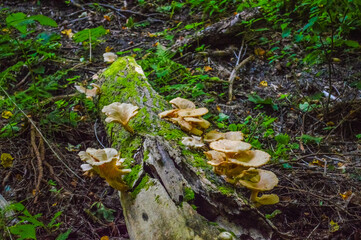 Mushrooms on a trunk in Bialowieza Primeval Forest, Poland and Belarus