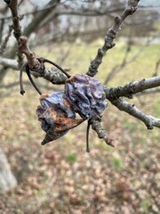 large vertical photo. autumn. cold day. Russia. dried rotten plum on a branch close-up. unpicked...