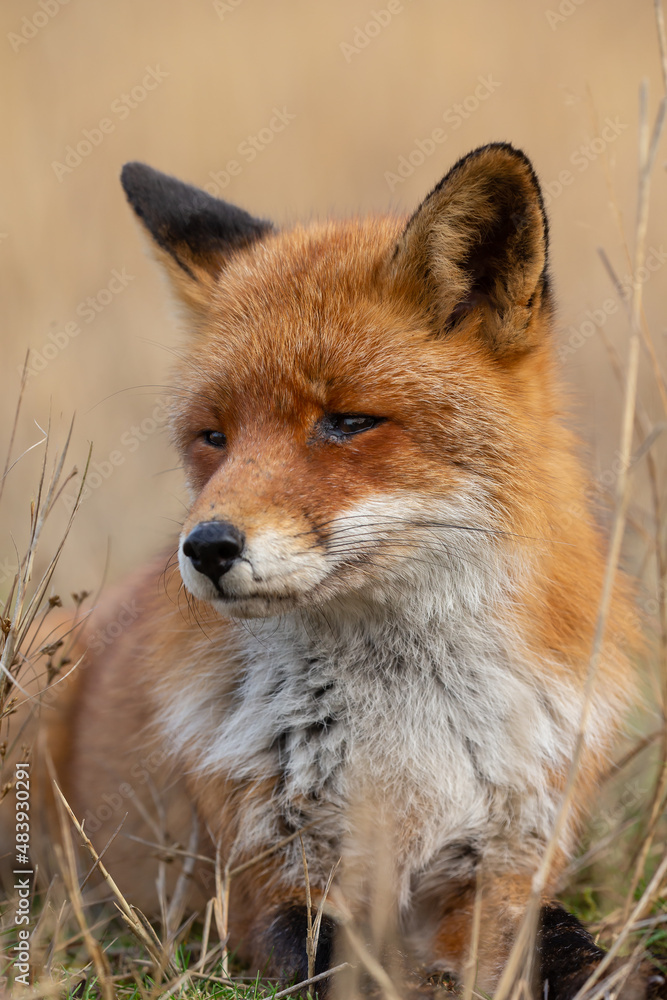 Canvas Prints red fox in nature during last light of the day.