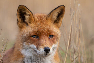 Red fox in nature during last light of the day.