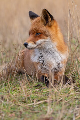 Red fox in nature during last light of the day.