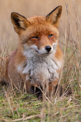 Fototapeta na wymiar Red fox in nature during last light of the day.