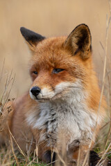 Fototapeta premium Red fox in nature during last light of the day.