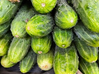 large vertical photo. several green cucumbers stacked on top of each other. cultivation of environmentally friendly and healthy products. eco. vitamin vegetables.