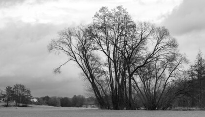 Trees in the midst of an autumnal meadow landscape