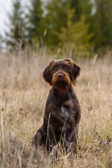 A hunting dog rests on the grass after hunting. German wirehaired hunting dog