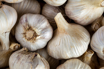 Ripe garlic bulb macro