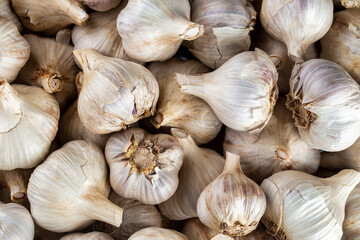 Ripe garlic bulbs background