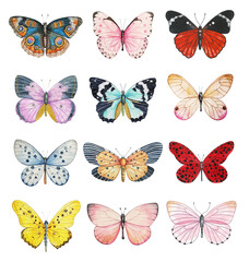 Fototapeta na wymiar Butterfly collection
