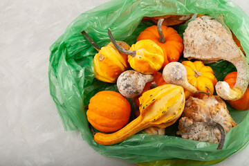 Rotten spoiled pumpkins in plastic garbage bag. Ugly moldy vegetables. Improper food storage....