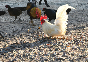coqs au milieu d'une basse-cour tout en panache, plumes au vent et dans la transparence du soleil couchant