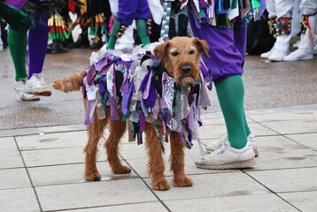 A dog decorated with ribbons belonging to Morris dancers performing at the annual Jack In The Green...