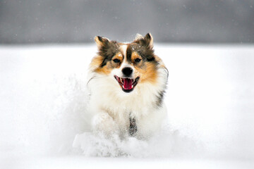 Young playful dog running in the snow. Beautiful small active crossbreed. Three colored dog. Christmas snowing weather.
