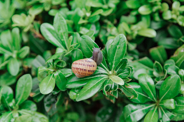 Big snail sitting on green leaves after rain. Achatina snail in nature