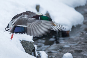 dzika kaczka startująca w zimie ze śniegu  © Artur Wojtczak 