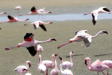 Lesser Flamingo in flight, Walvis Bay, Namibia