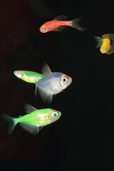 aquarium fish close-up