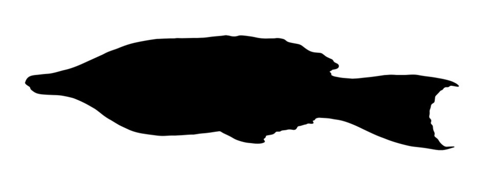 silhouette of sea fish Gomphosus varius. isolated elements sketch silhouette of a black fish, side view hand-drawn for a design template