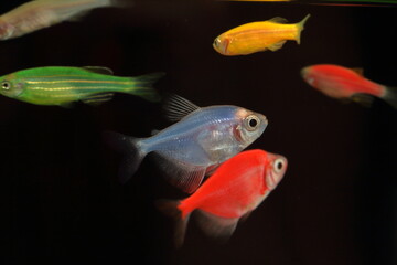 aquarium fish close-up