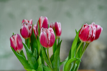 close up of beautiful tulips in bouquet