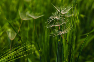 Dandelion seeds on a green meadow. White flying dandelion fluffs on a blurred green background.