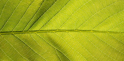 Leaf vein pattern. Floral background for your design. 
