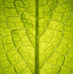 Leaf vein pattern. Floral background for your design. 
