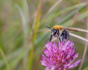 Closeup Shot of a Bee on a Pink Flowering Plant