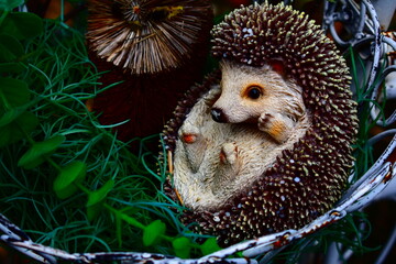 hedgehog in the garden