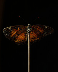 tropical butterfly on a black background