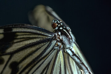 Fototapeta na wymiar tropical butterfly on a black background