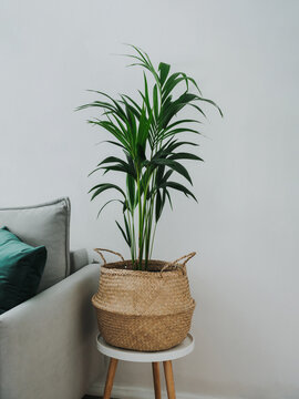 Kentia or Howea. Home plant palm howea forsteriana tree in seagrass wicker basket in scandinavian room interior. Pandemic hobbies and urban gardening. Aesthetic image of green palm in living room